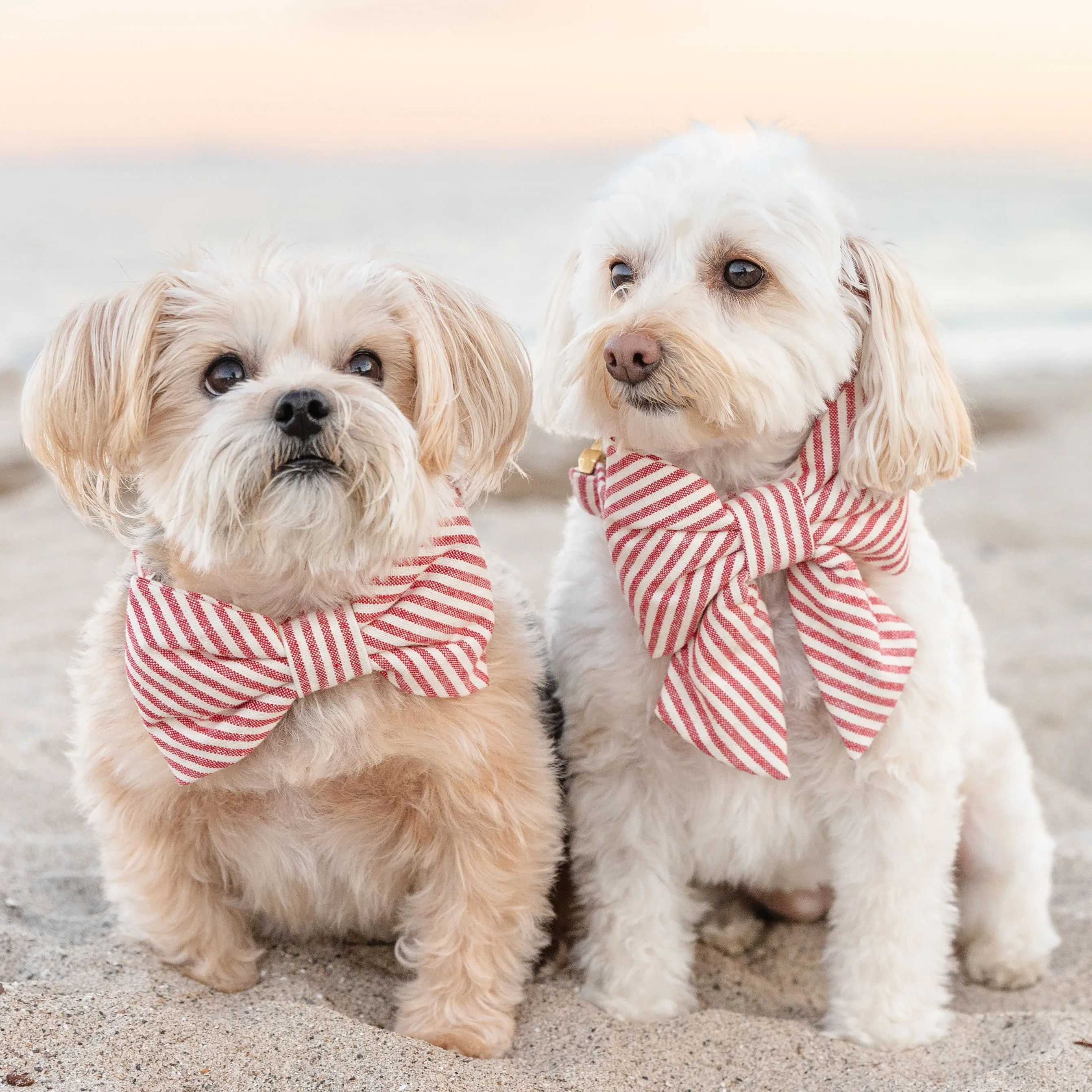 Red Stripe Lady Dog Bow